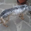 Guardie Ecozoofile ANPANA Lucca e Carabinieri sequestrano due cani